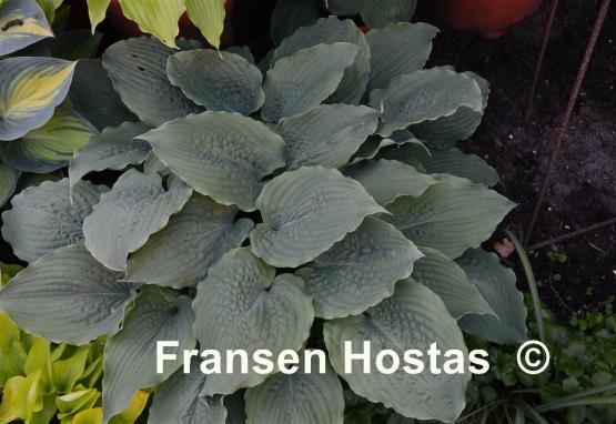 Hosta Reptillian